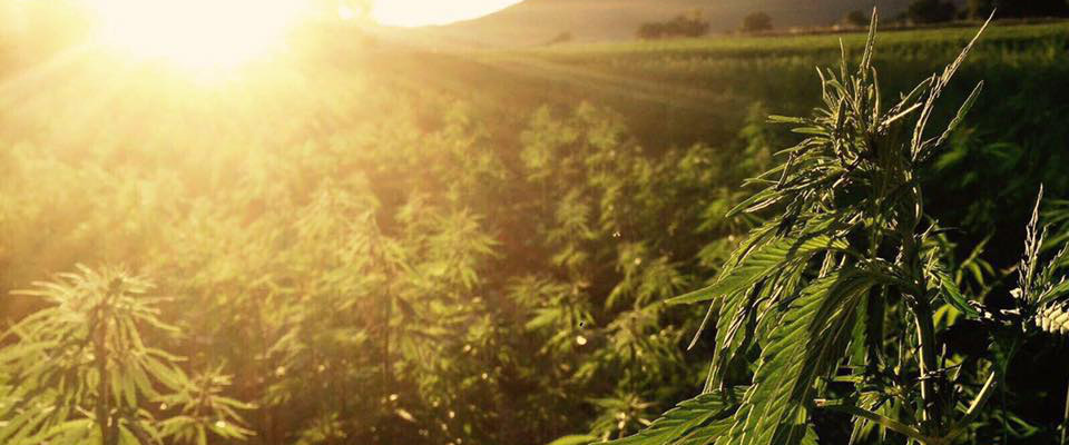 Hempiness Floricoltori cannabici